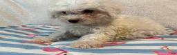 Bichon Frise dogs for sale: Bichon Frise blue - Ad 6