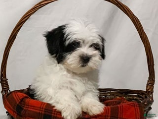 Havanese dogs for sale: Charlie - Ad 1