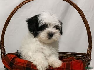 Havanese dogs Charlie - Ad 9