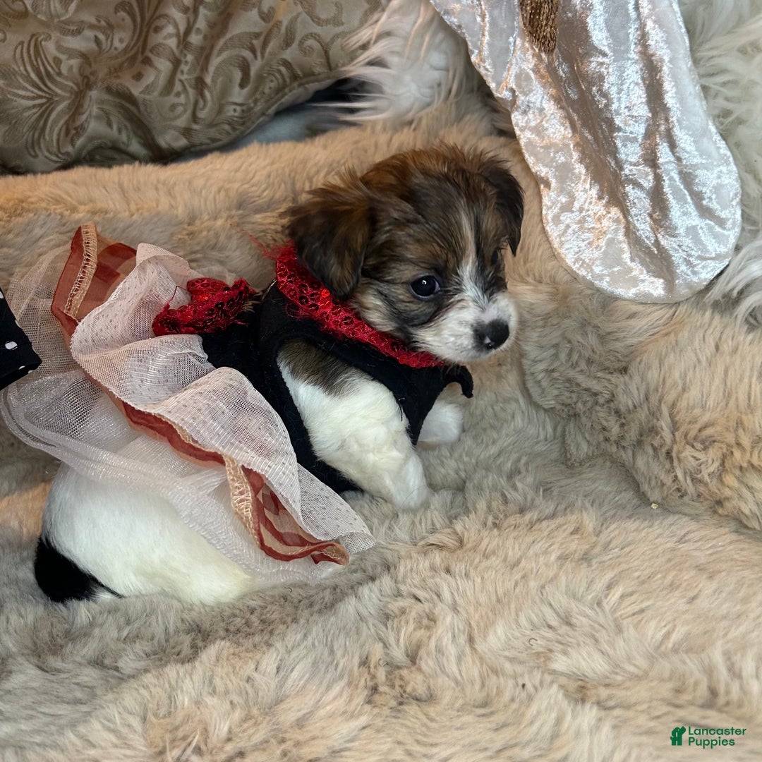 Mixed Breed dogs for sale: Buttercup - Ad 6