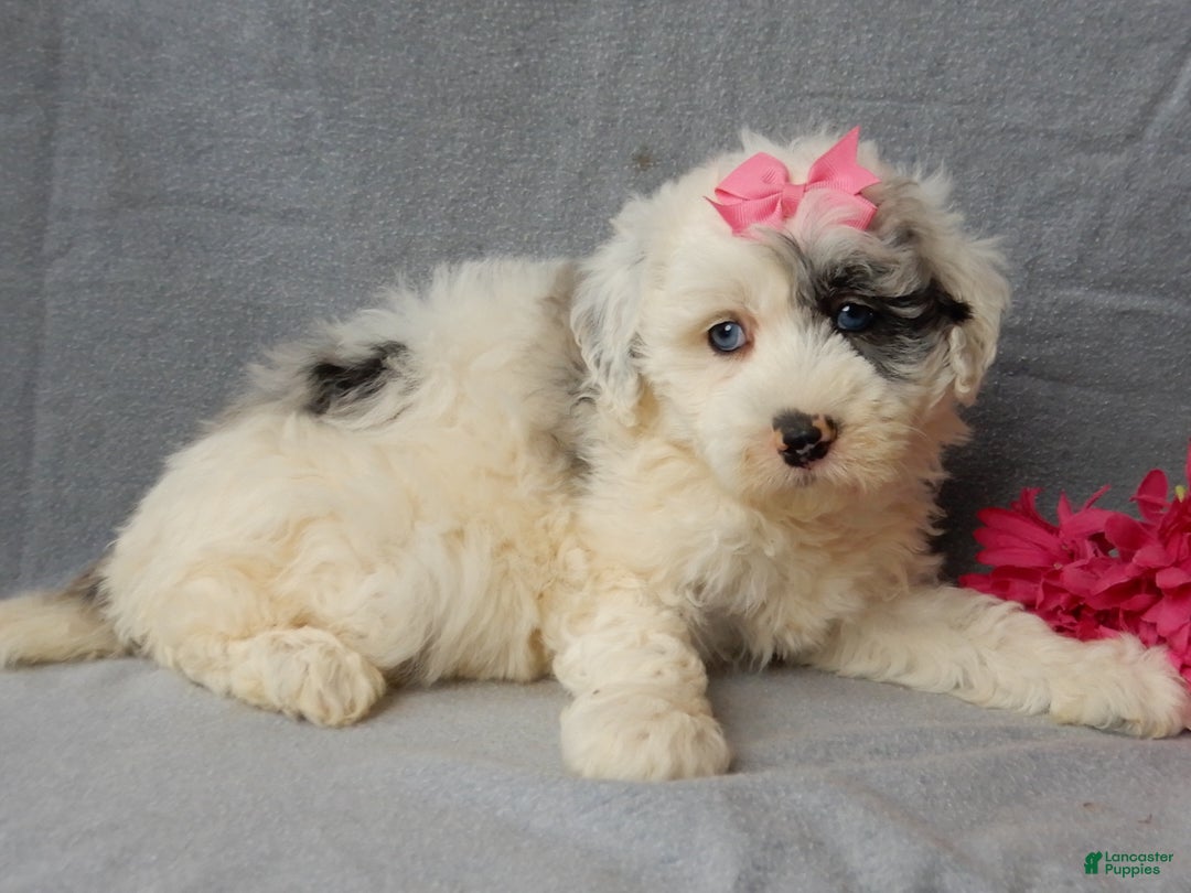 Sheepadoodle dogs for sale: Bella - Ad 5
