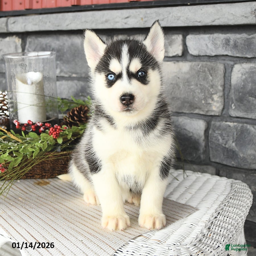 Siberian Husky dogs Goliath - Ad 6