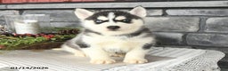 Siberian Husky dogs for sale: Goliath - Ad 1