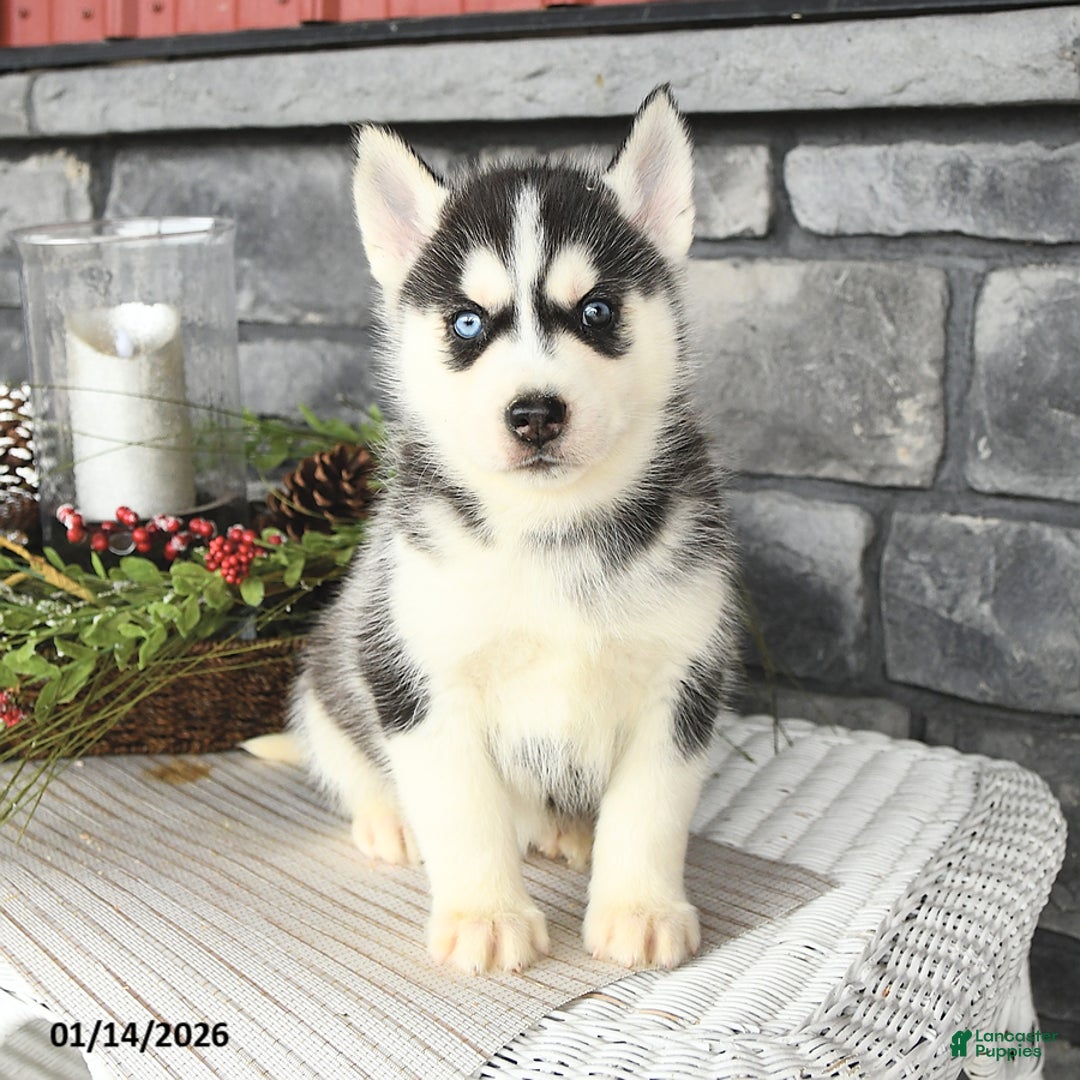 Siberian Husky dogs for sale: Goliath - Ad 1