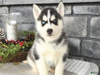 Siberian Husky dogs Goliath - Ad 42