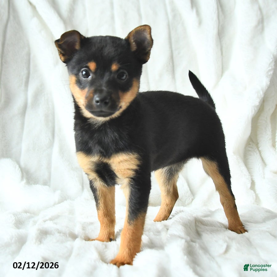 Mixed Breed dogs Kiki  - Ad 12