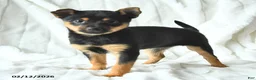 Mixed Breed dogs for sale: Kiki  - Ad 1