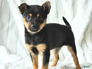 Mixed Breed dogs Kiki - Ad 4