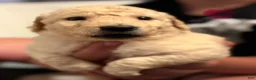 Goldendoodle dogs for sale: Pink Girl - Ad 3