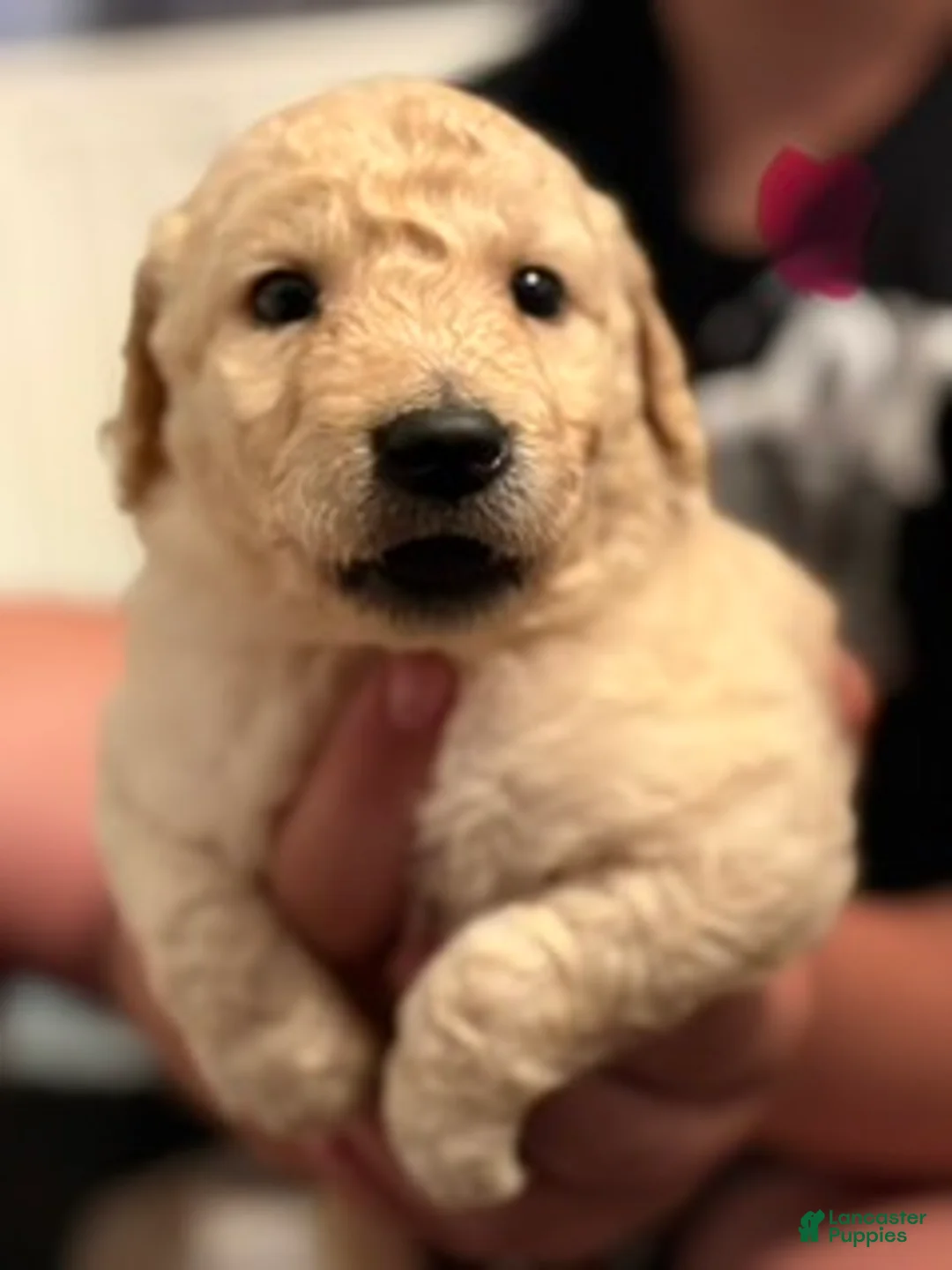 Goldendoodle dogs for sale: Pink Girl - Ad 3