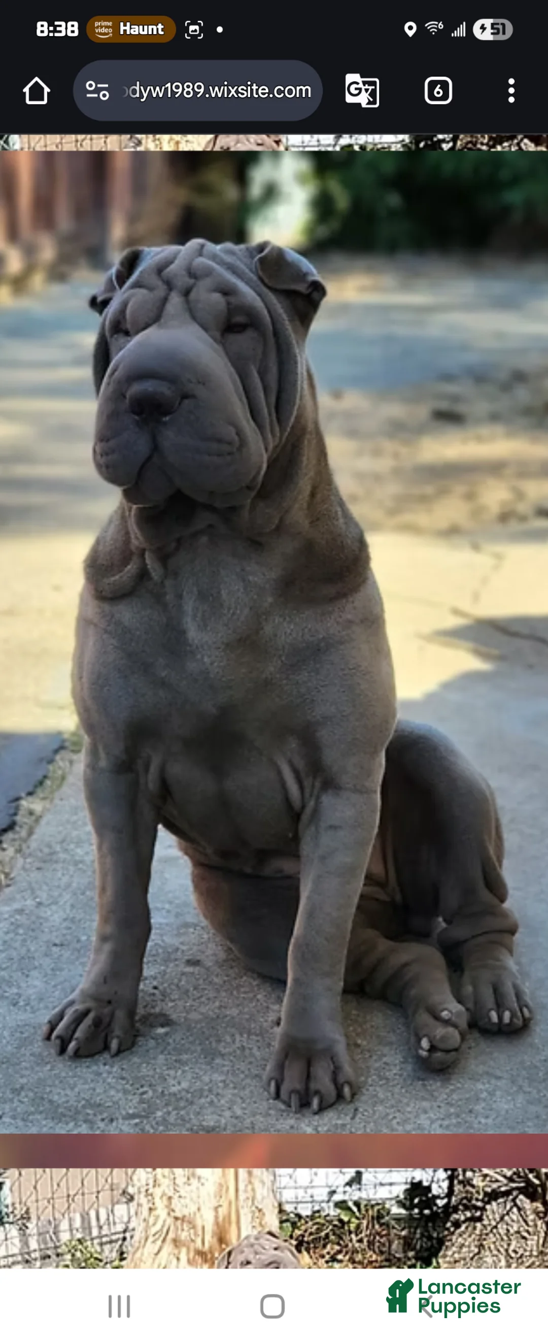 Shar Pei dogs for sale: Shar Pei Puppy 2 - Ad 3