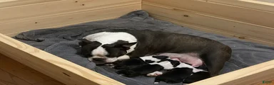 Boston Terrier Puppy 4
