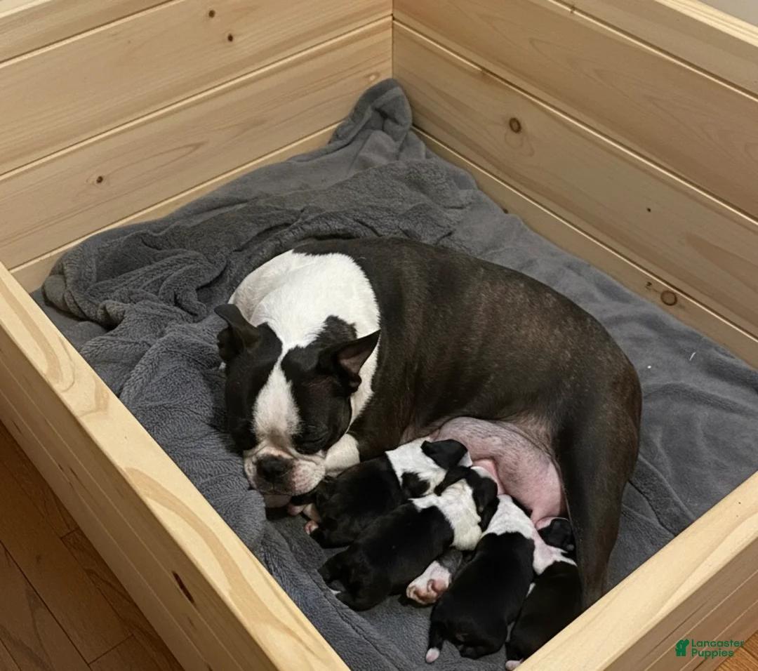 Boston Terrier dogs for sale: Boston Terrier Puppy 4 - Ad 1
