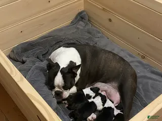 Boston Terrier dogs Boston Terrier Puppy 4 - Ad 16