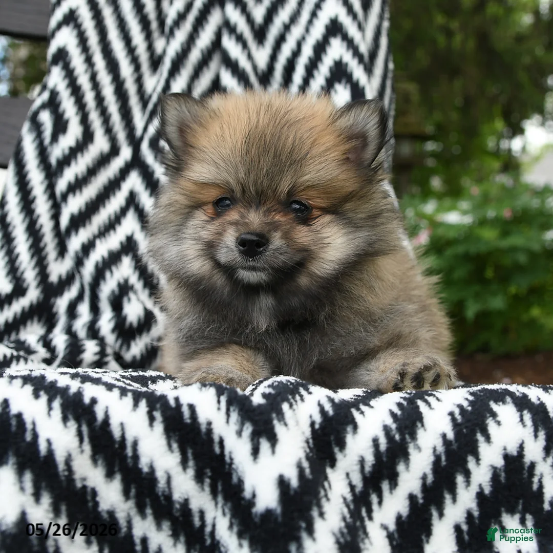 Pomeranian dogs for sale: Greg - Ad 2