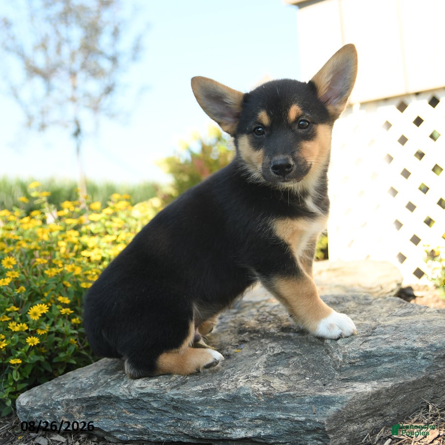 Welsh Corgi Pembroke dogs Dominique - Ad 2