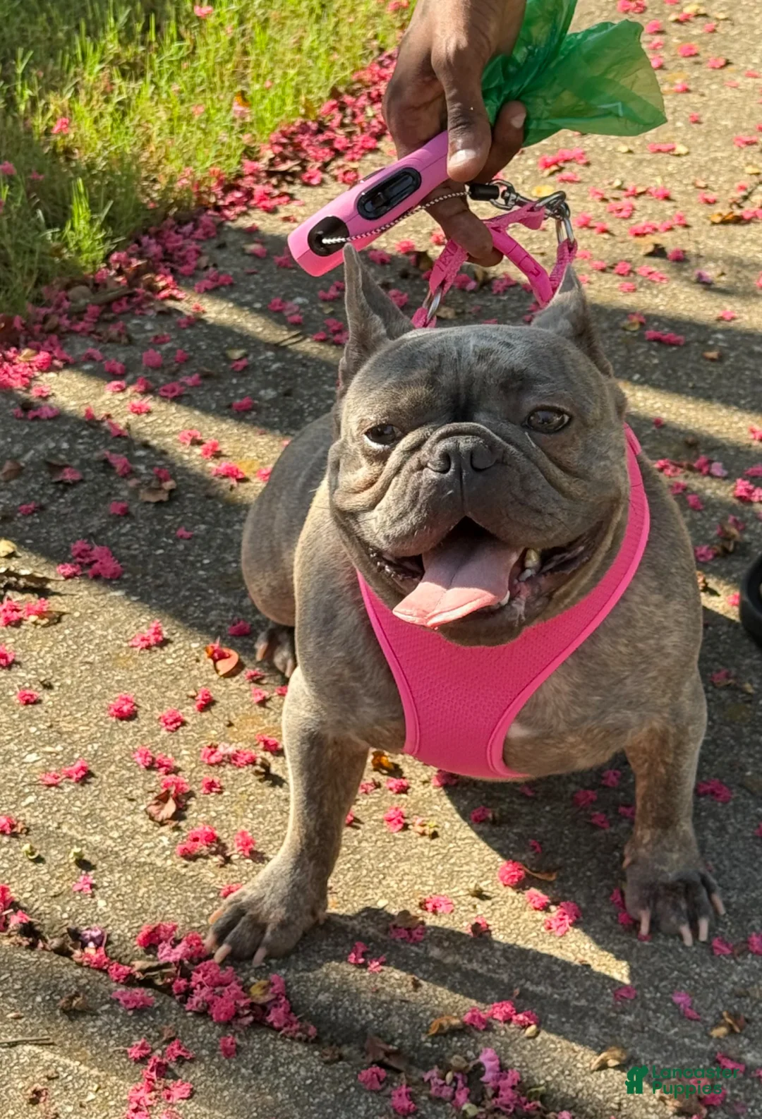 French Bulldog dogs for sale: French Bulldog Puppy 3 - Ad 2