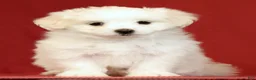 Maltese dogs for sale: Lindsey - Ad 3