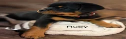 Rottweiler dogs for sale: Ruby - Ad 4