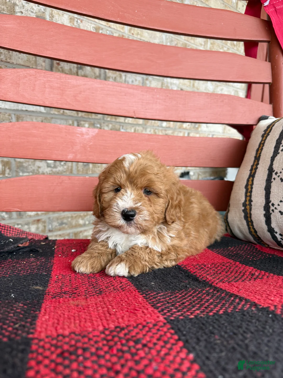 Mini Bernedoodle dogs for sale: Oliver - Ad 2