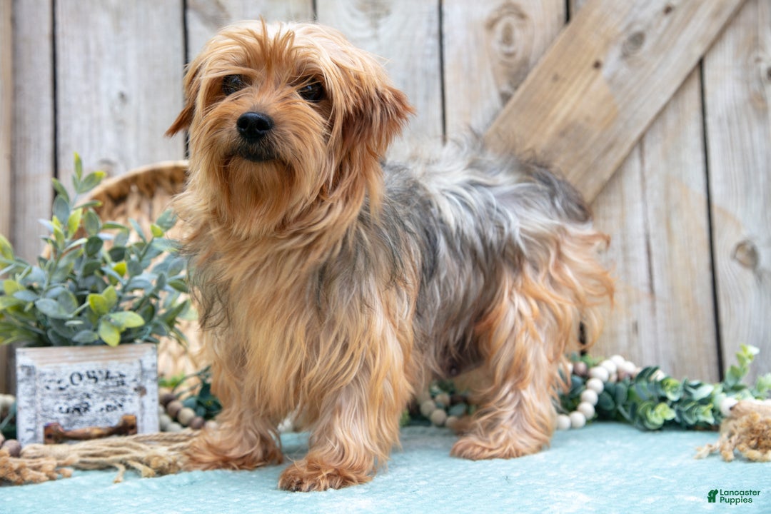 Yorkshire Terrier dogs for sale: Romper - Ad 4