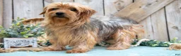 Yorkshire Terrier dogs for sale: Ruckus - Ad 4