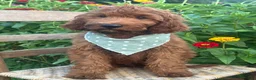 Irish Doodle dogs for sale: Franklin - Ad 5