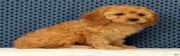 Cockapoo dogs for sale: Lucy - Ad 2