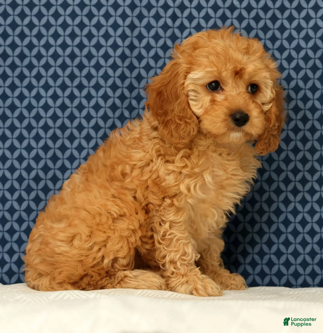 Cockapoo dogs for sale: Lucy - Ad 2