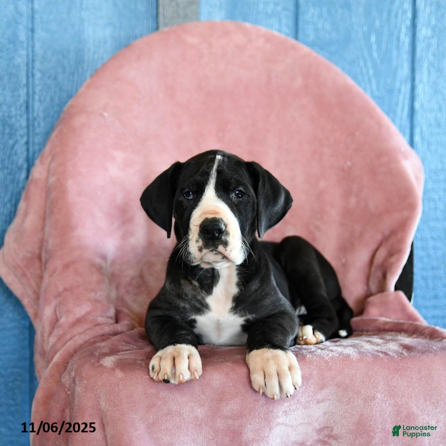 Great Dane dogs Hope - Ad 2