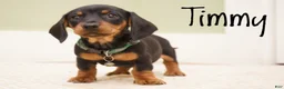 Miniature Dachshund dogs for sale: Timmy - Ad 2