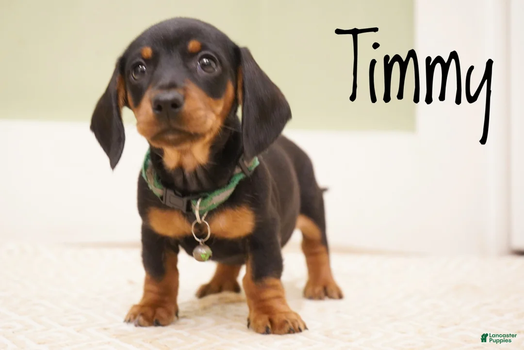 Miniature Dachshund dogs for sale: Timmy - Ad 2