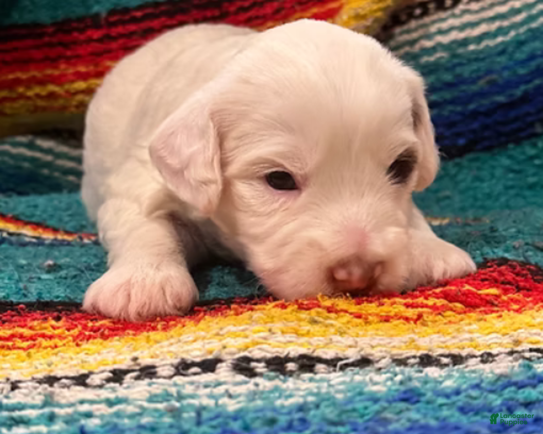 Mini Bernedoodle dogs for sale: Bandit - Ad 11