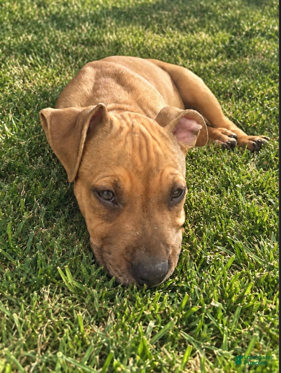 American Pit Bull Terrier dogs Prince - Ad 4