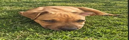 American Pit Bull Terrier dogs for sale: Prince - Ad 1