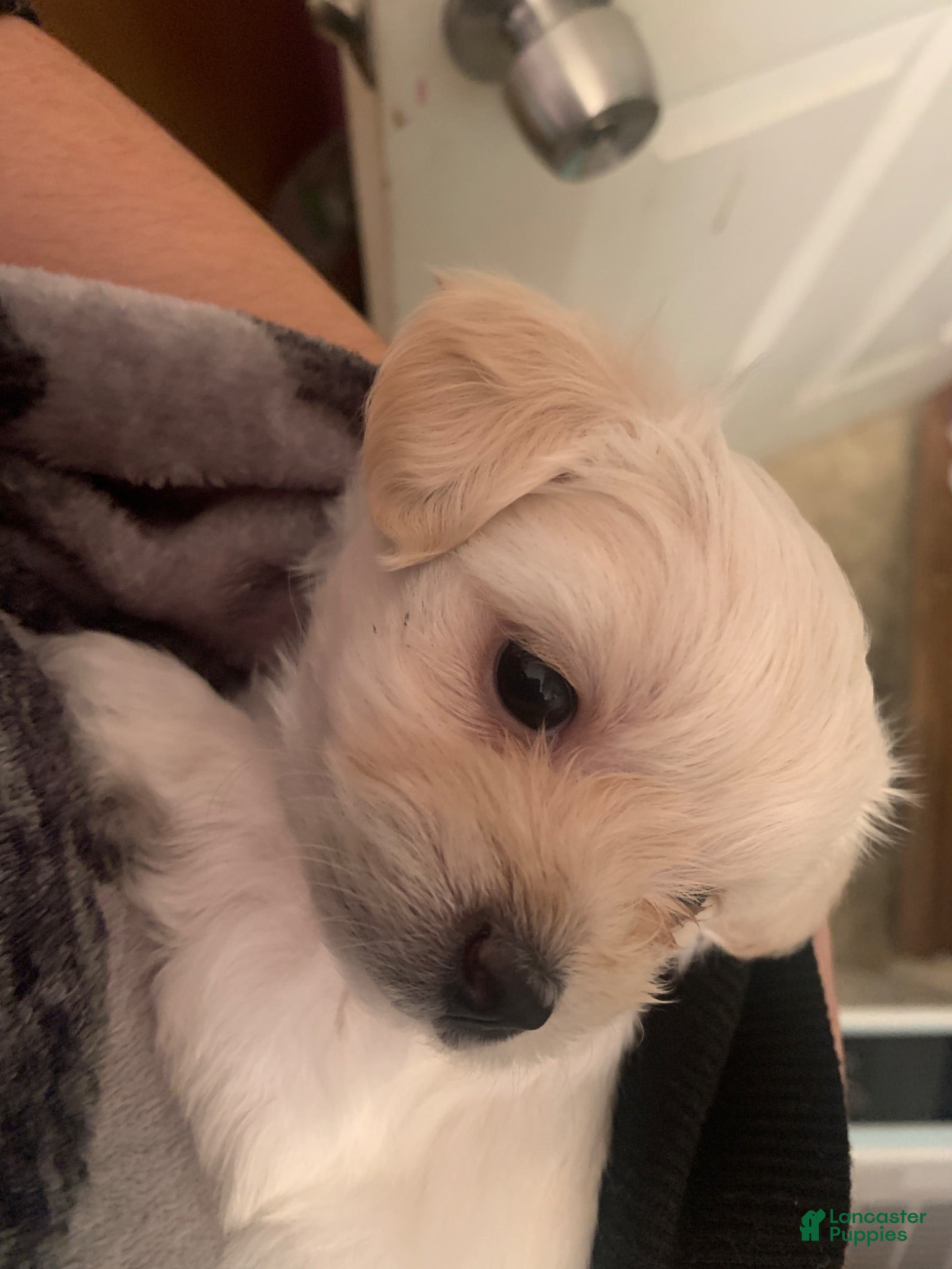 Maltese dogs Bella - Ad 2