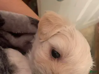 Maltese dogs Bella - Ad 1