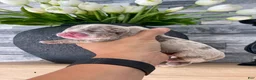English Bulldog dogs for sale: ENGRID - Ad 3