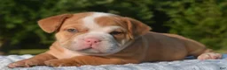Mixed Breed dogs for sale: Tank hybrid bulldog puppy - Ad 7