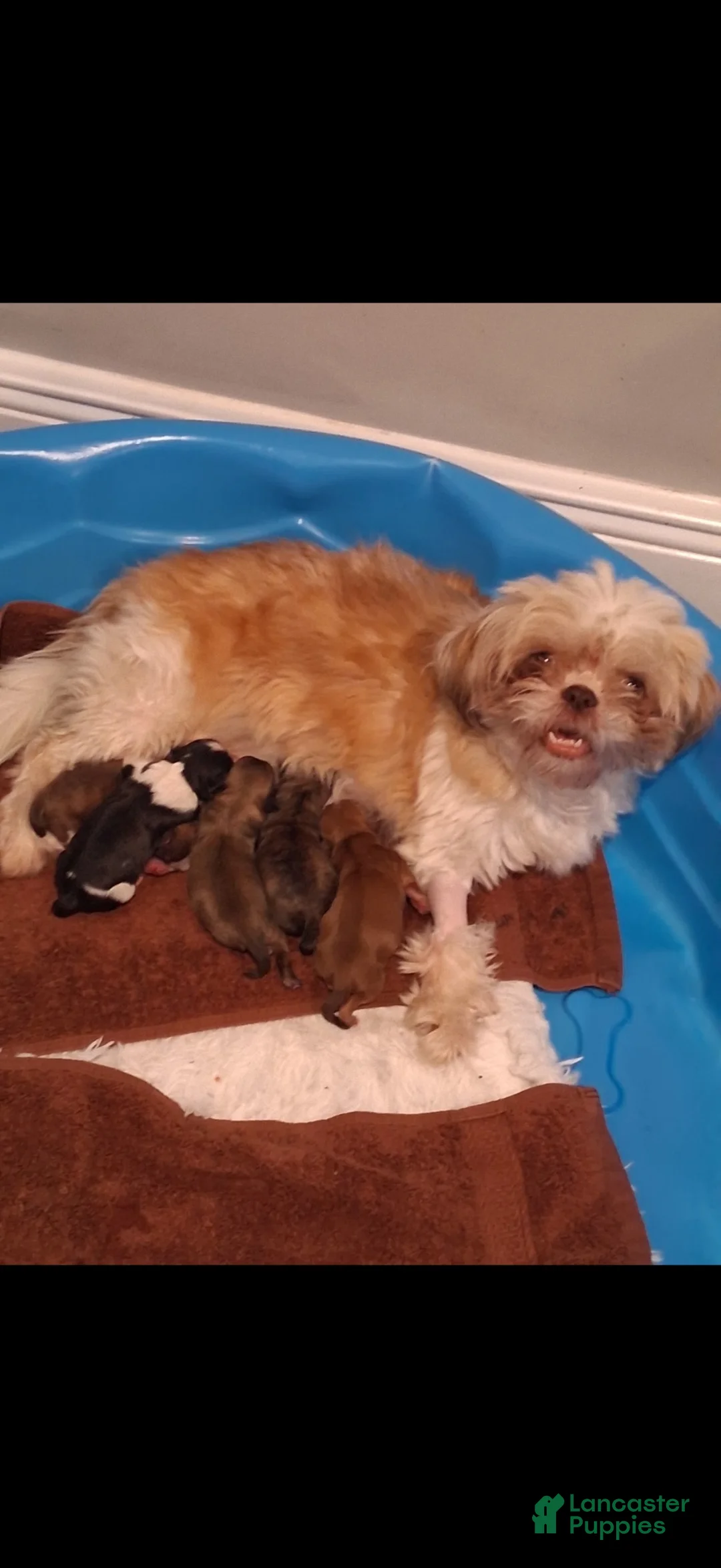 Shih Tzu dogs for sale: Shih Tzu 2 - Ad 2