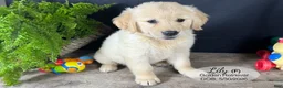 Golden Retriever dogs for sale: Lily - Ad 2