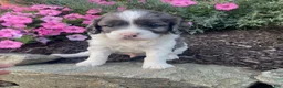 Cavapoo dogs for sale: Buddy - Ad 6