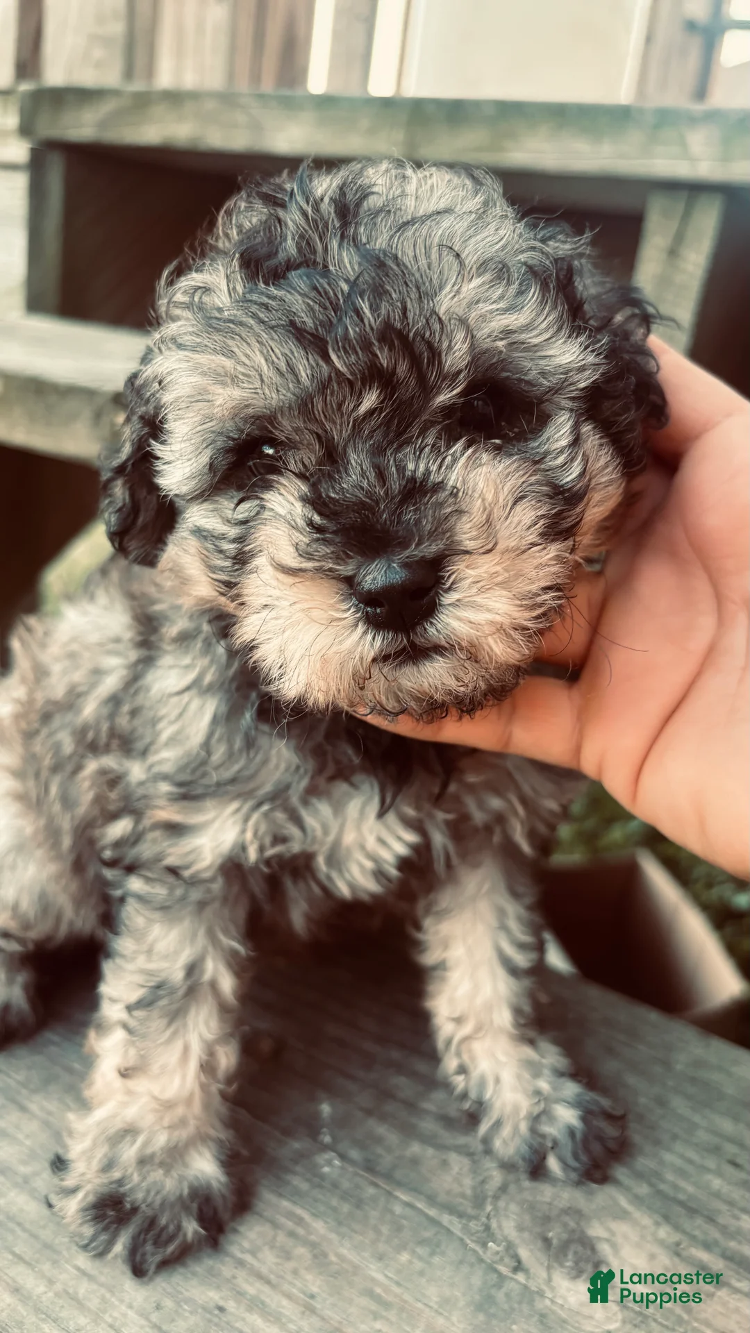Toy Poodle dogs for sale: Toy Poodle Puppy 1 - Ad 2