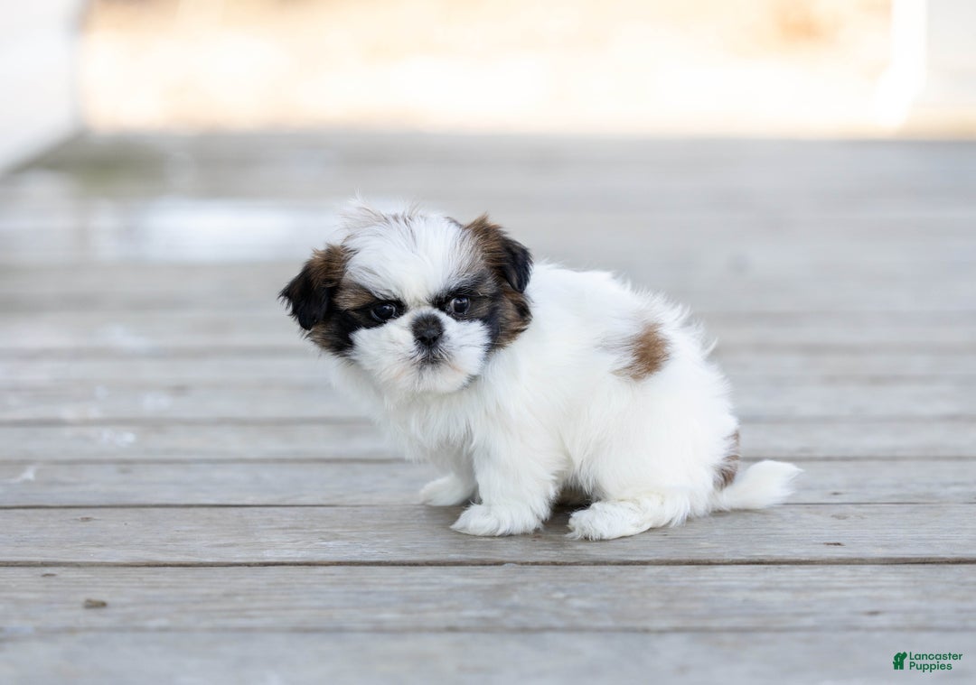 Shih Tzu dogs for sale: Vivian - Ad 2