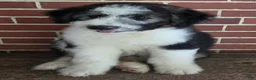 Aussiedoodle dogs for sale: BRODY - Ad 9