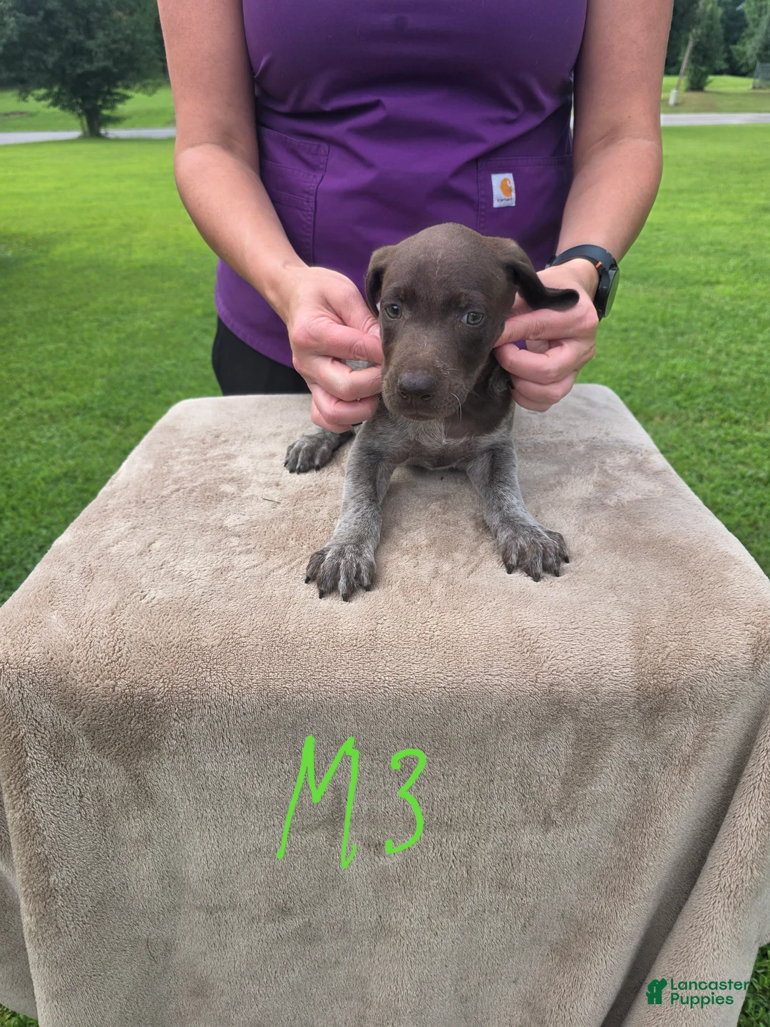 German Shorthaired Pointer dogs for sale: German Shorthaired Pointer 3 - Ad 2