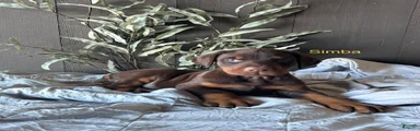 Doberman Pinscher Puppy 1