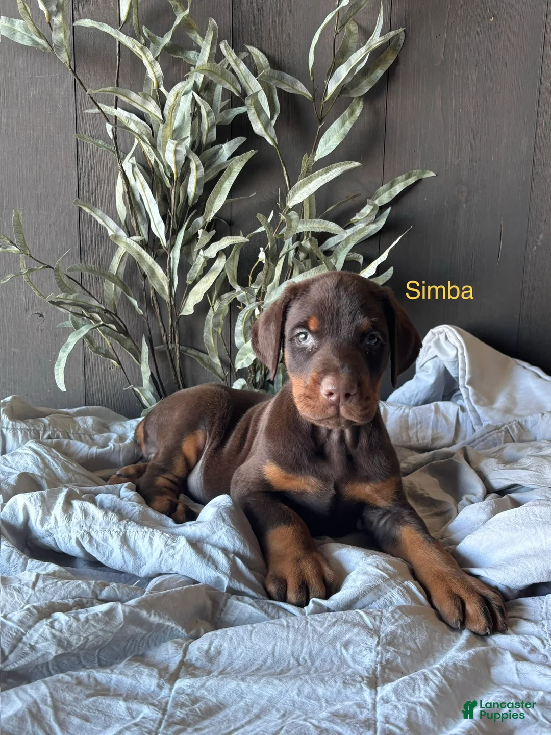 Doberman Pinscher dogs for sale: Doberman Pinscher Puppy 1 - Ad 1