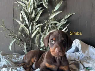 Doberman Pinscher dogs Doberman Pinscher Puppy 1 - Ad 15