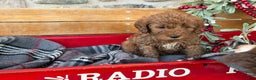 Mini Goldendoodle dogs for sale: Ilsa - Ad 10